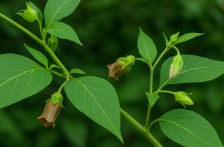Белладонна может быть смертельно опасной даже при малом контакте — Наталья Мищенко