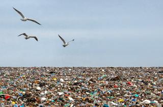 В Сергиевом Посаде нашли тело новорождённого на мусорном комбинате — ГУ МВД