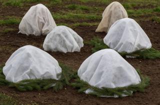 Укрытие роз агроволокном защищает растения от сильных морозов — Иван Сидоров