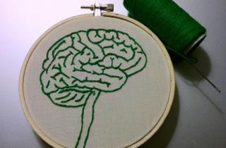 Скромность снижает активность мозга при отказе — HBM