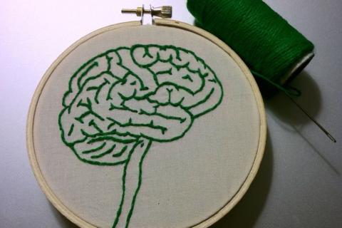 Скромность снижает активность мозга при отказе — HBM