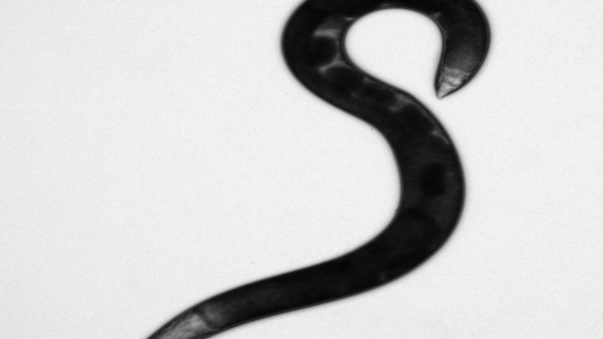 Allodiplogaster sudhausi Allodiplogaster sudhausi