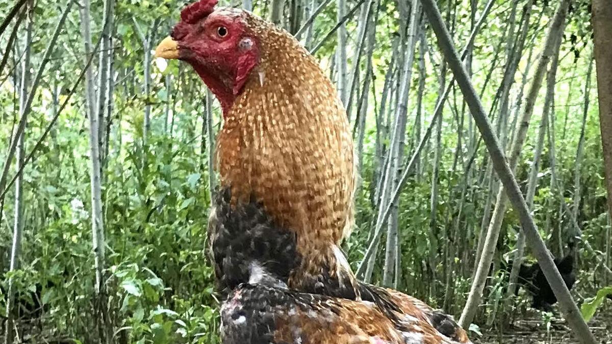 Индио Гаганте Индио Гаганте
