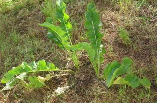 Корневая система хрена уходит глубже метра и даёт новые побеги даже из обломков