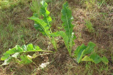 Корневая система хрена уходит глубже метра и даёт новые побеги даже из обломков