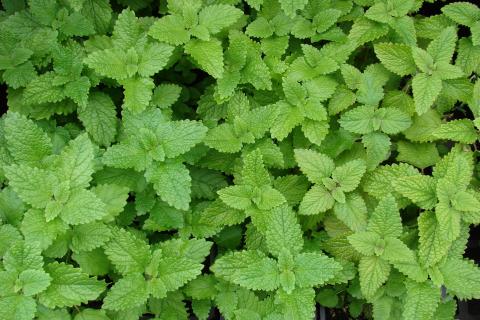 Мелисса на подоконнике требует 5–6 часов прямого солнца — House Digest