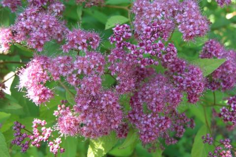 Спирея украшает сад пышным цветением и отличается неприхотливостью — Наталья Григорьева