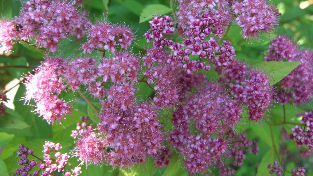 Спирея японская