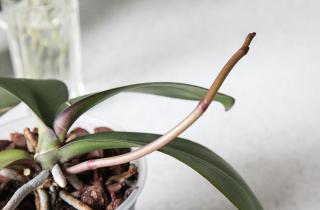 Прозрачные горшки позволяют контролировать состояние корней орхидей — эксперты