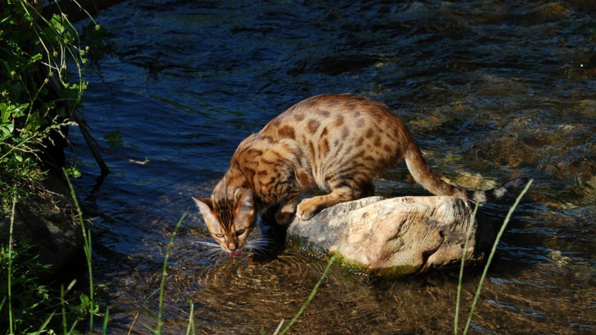 Бенгальская кошка Бенгальская кошка