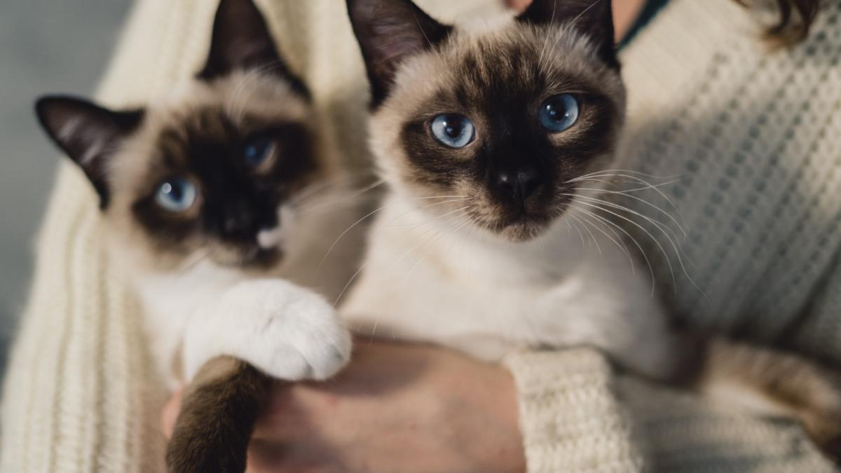 Коты Коты