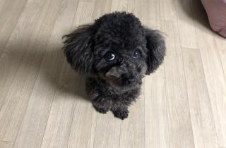 Пудели почти не пахнут благодаря нелиняющей шерсти — кинологи