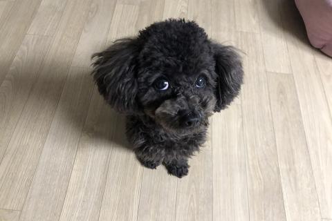 Пудели почти не пахнут благодаря нелиняющей шерсти — кинологи