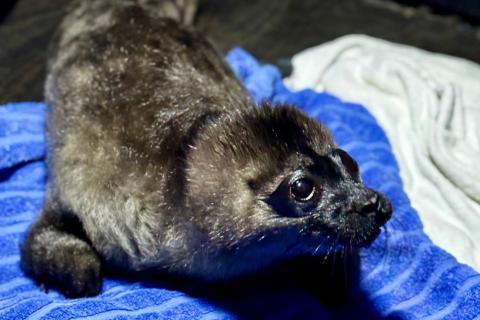 Нерпа, спасенная от чаек, станет символом борьбы за природу: первая реабилитация в Петербурге в этом сезоне