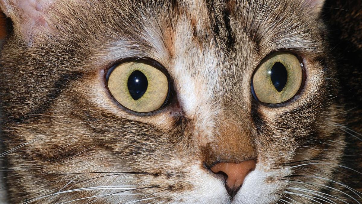 Кошки разбираются в человеческом языке быстрее, чем младенцы Кошки разбираются в человеческом языке быстрее, чем младенцы