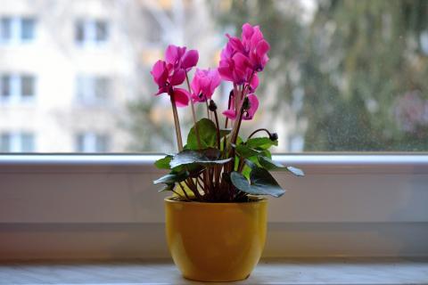 Эксперты Homes & Gardens: тёплый сухой воздух от батарей вытесняет влагу и вредит растениям