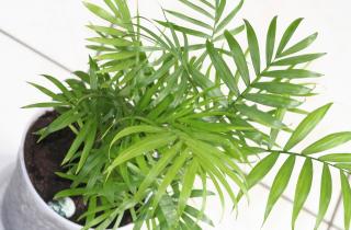 Избыточный полив зимой вызывает гниение корней у комнатных растений