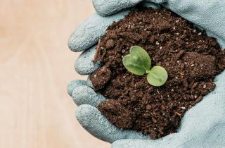 Почва возвращает рыхлость после добавления кокосового субстрата