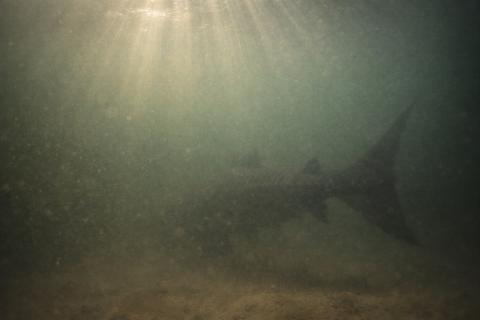 Арапаиму весом 160 кг обнаружили в реке на юго-востоке Бразилии — Diário do Litoral