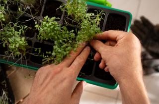 Медовый эликсир для семян: простой аптечный трюк превращает хилую рассаду в мощные джунгли