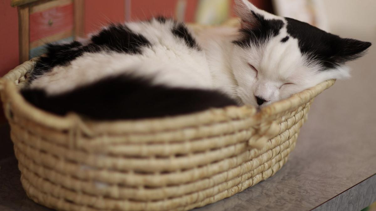 Спящая кошка Спящая кошка