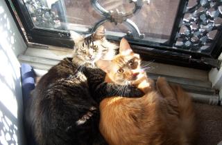 Ограничители предотвращают застревание кошки в окне — ветеринары