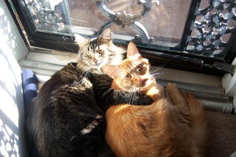 Ограничители предотвращают застревание кошки в окне — ветеринары