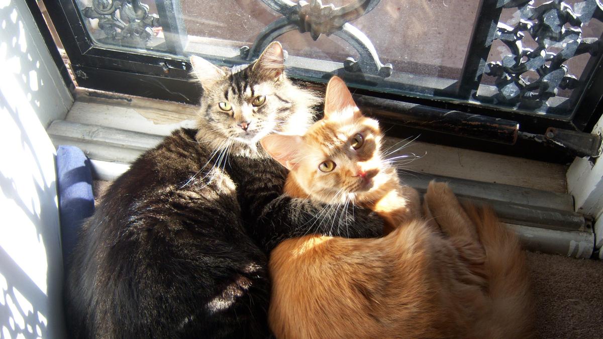 Кошка на окне