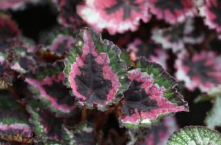 Почва для бегоний должна быть хорошо дренированной, чтобы избежать гниения — садоводы