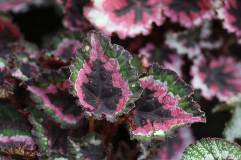 Почва для бегоний должна быть хорошо дренированной, чтобы избежать гниения — садоводы