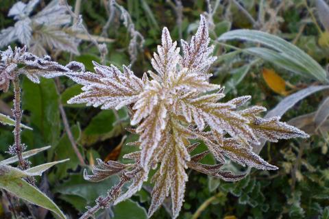 Снег защищает корни деревьев от промерзания при зимних перепадах температуры — Иван Трофимов