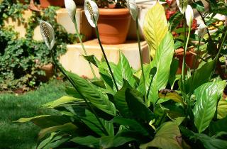 Спатифиллум теряет листья из-за ошибок полива и освещения