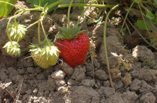 Земляника при выращивании из семян избегает заражения грибковыми болезнями — Сергей Иванов