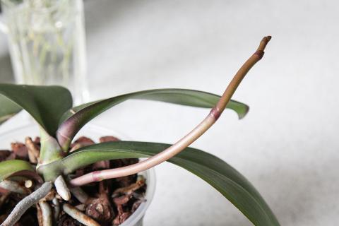 Пересадка орхидеи помогает избежать увядания и сохранить корни здоровыми – Анна Черкасова