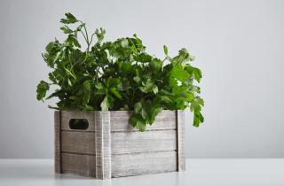 Повторное выращивание овощей дома позволяет получать свежую зелень зимой без теплицы — Марина Кожина