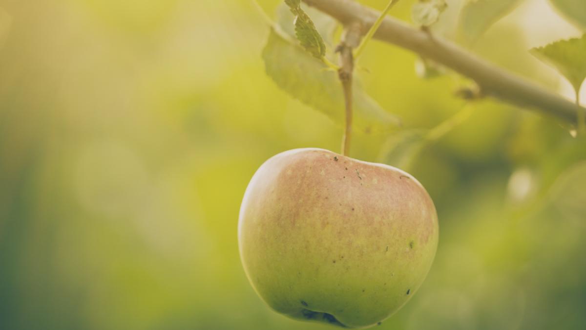 яблоко на дереве