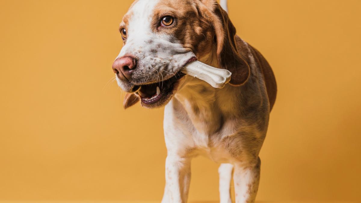 Забавная собака с костью во рту