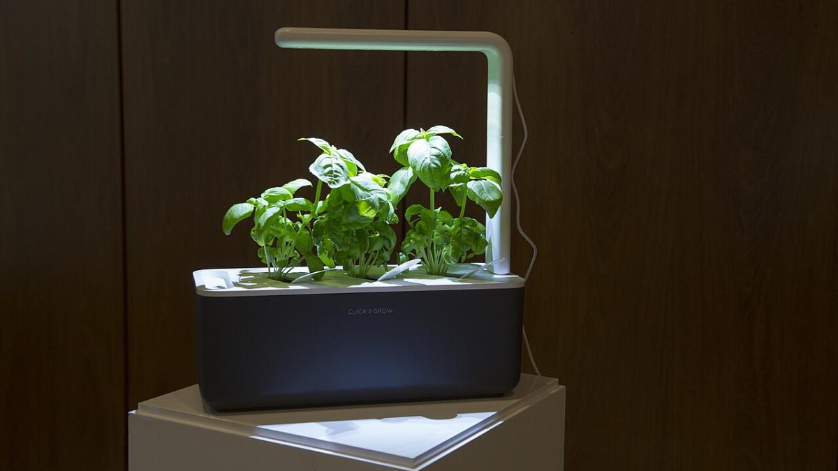 Рассада под фитолампой