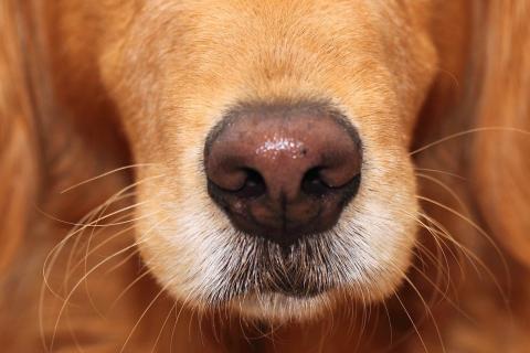 Суд оштрафовал Виктора Федотова за убийство собаки