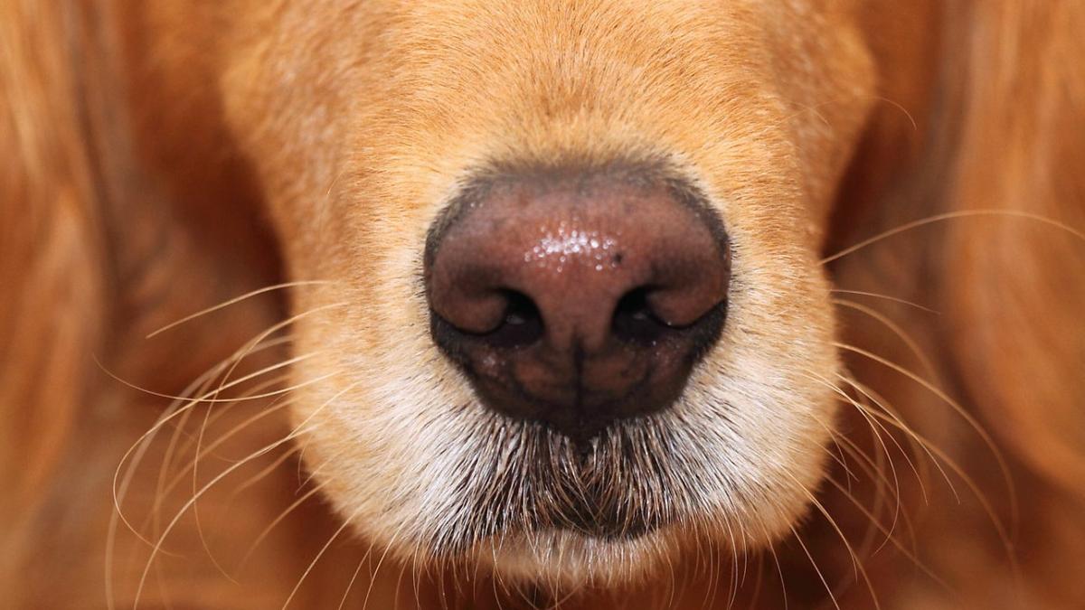 Нос собаки