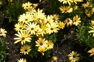 Маргаритки восстанавливают силу после обрезки перед зимой