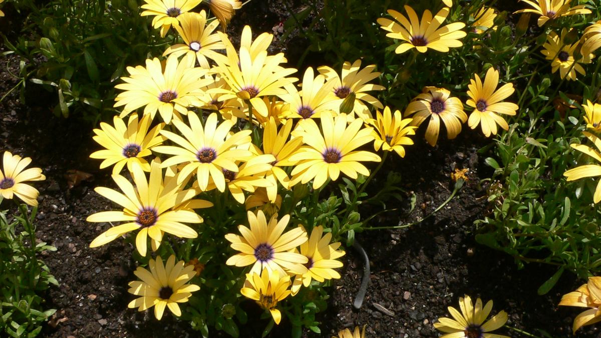 африканская маргаритка