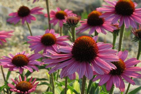 Эхинацею делят каждые 3–4 года и удаляют отцветшие головы