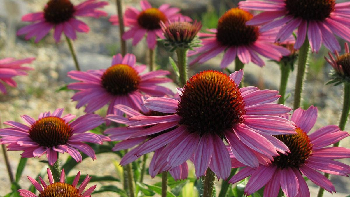 Эхинацея