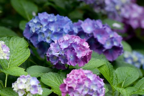 Осенняя обрезка укрепляет гортензии и повышает их устойчивость к морозам