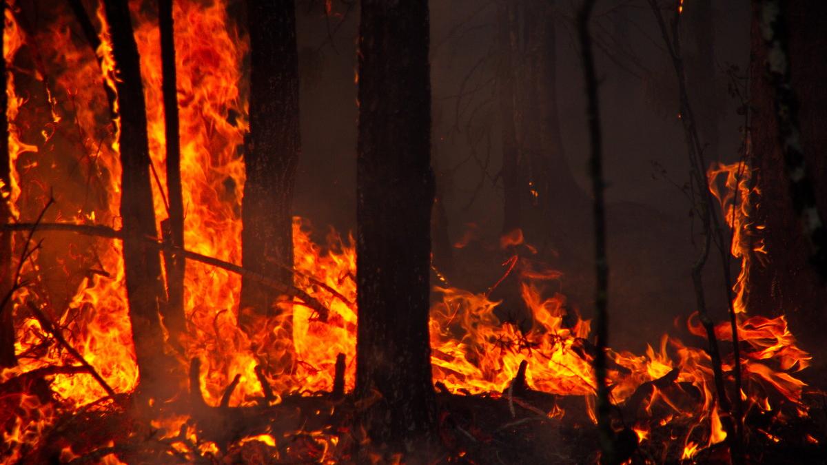 Пожар в лесу Пожар в лесу