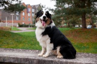 Собаки не любят когда трогают их голову — ветеринар