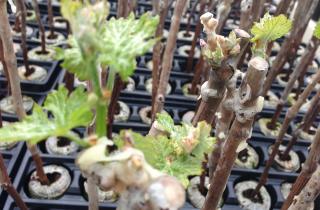 Виноградные и хвойные саженцы требуют хранения в холодильнике и утепленных ящиках зимой