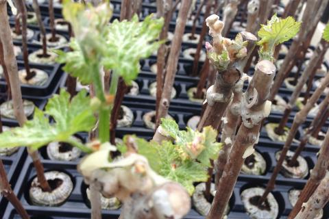 Виноградные и хвойные саженцы требуют хранения в холодильнике и утепленных ящиках зимой