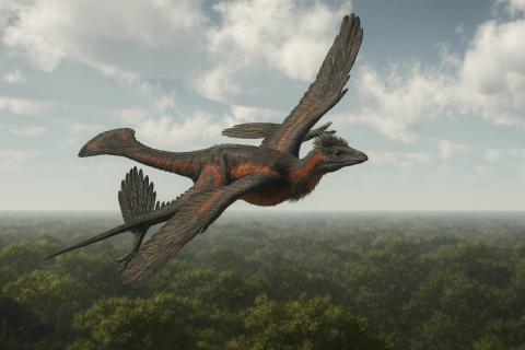 Альхалаби: в Сирии обнаружена плечевая кость гигантского птерозавра с размахом крыльев около 10 метров Альхалаби: в Сирии обнаружена плечевая кость гигантского птерозавра с размахом крыльев около 10 метров